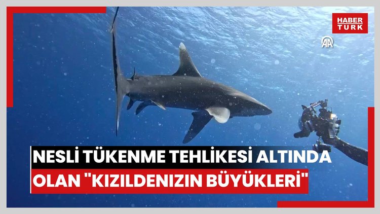 Nesli tükenme tehlikesi altında olan "Kızıldenizin büyükleri" görüntülendi