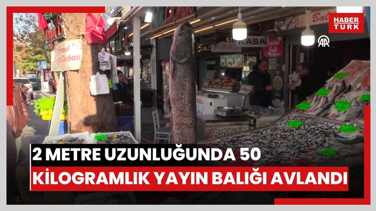 2 metre uzunluğunda 50 kilogramlık yayın balığı avlandı