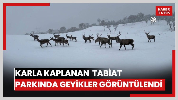 Karla kaplanan Sıklık Tabiat Parkındaki geyikler görüntülendi