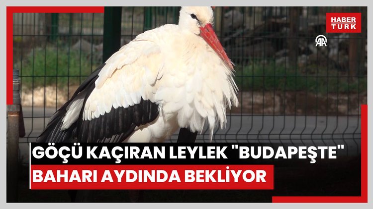 Tedavisinden dolayı göçü kaçıran leylek "Budapeşte" baharı Aydında bekliyor