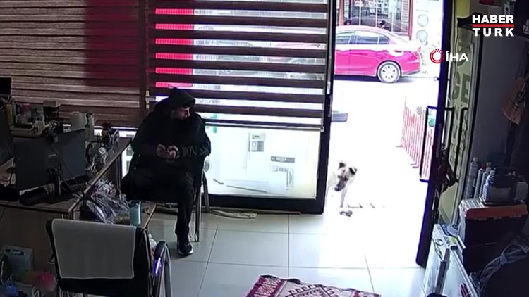 Köpek, esnafa vefa borcunu böyle ödedi