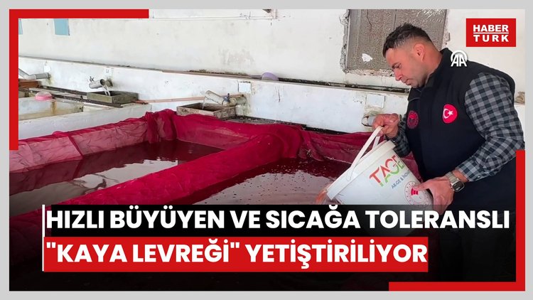 Hızlı büyüyen ve sıcağa toleranslı "kaya levreği" yetiştiriliyor
