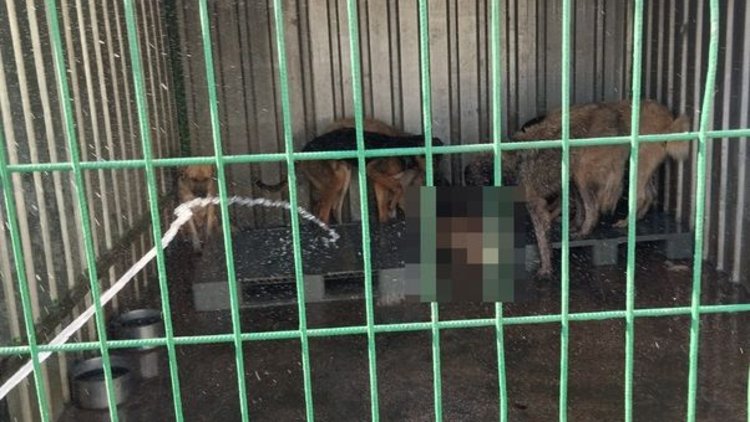 Barınakta aç köpekler, ölen köpeği yedi