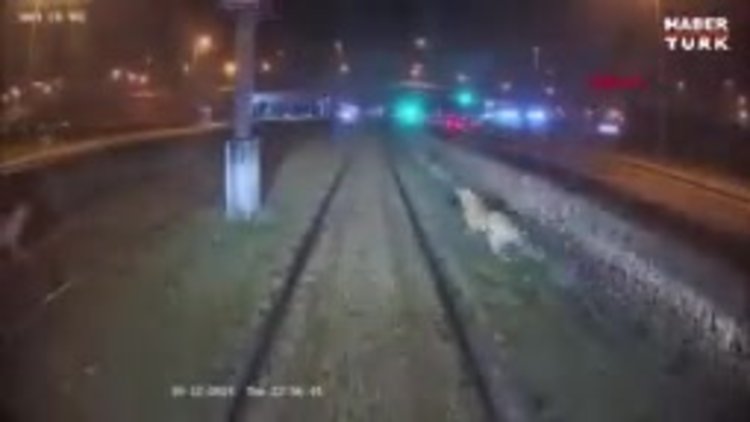 Zincirle raylara bağlanan köpek, vatmanın dikkatiyle kurtuldu