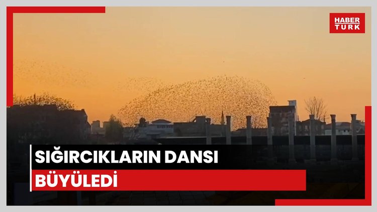 Sığırcıkların dansı mest etti