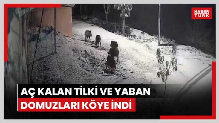 Elazığ'da aç kalan tilki ve yaban domuzları köye indi