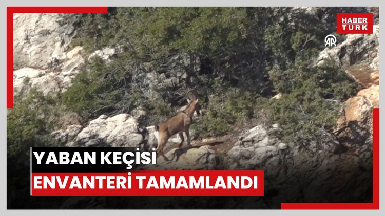 Yaban keçisi envanteri tamamlandı
