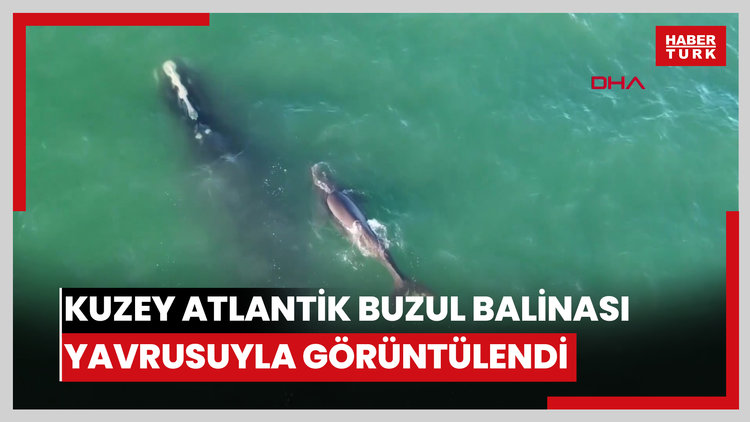 Nesli tükenme tehlikesi altındaki Kuzey Atlantik buzul balinası, yavrusuyla görüntülendi