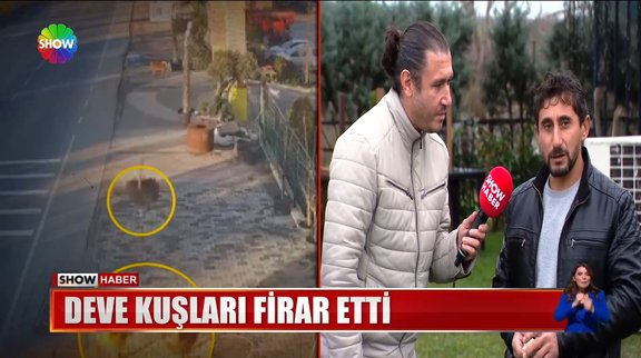 Deve kuşları firar etti!