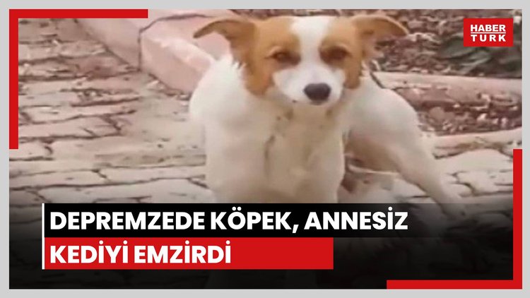 Köpek, yavru kediyi emzirdi