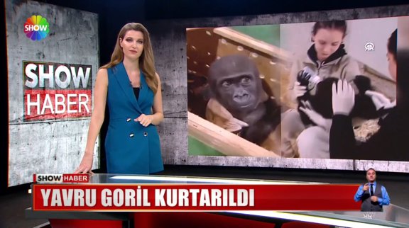 Yavru goril kurtarıldı!