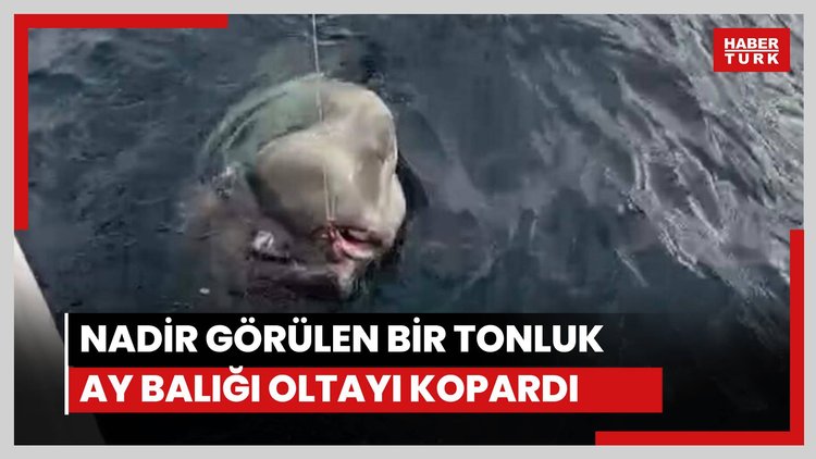 Nadir görülen bir tonluk ay balığı oltayı kopardı