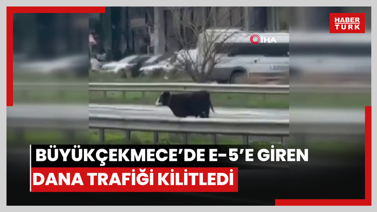 Büyükçekmece'de E-5'e giren dana trafiği kilitledi