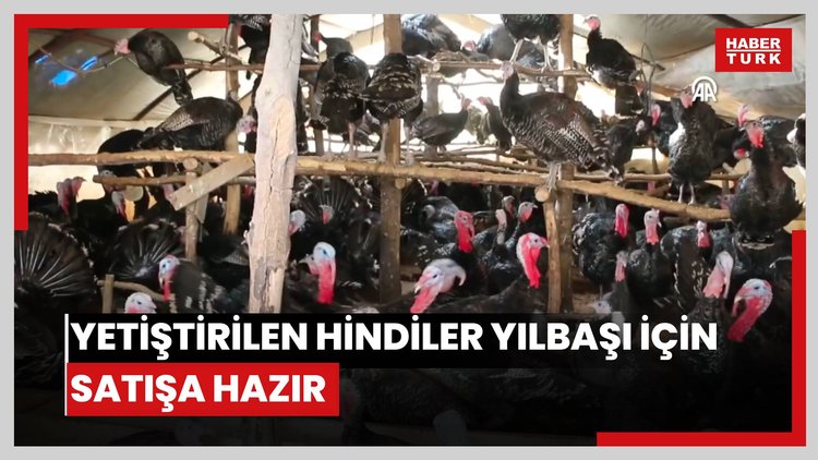 Bolu, Kandıra ve Eflanide yetiştirilen hindiler yılbaşı için satışa hazır