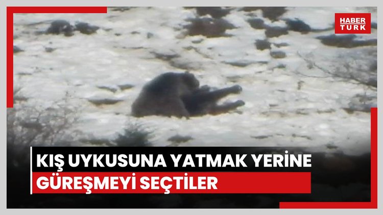 Kış uykusu yerine güreştiler