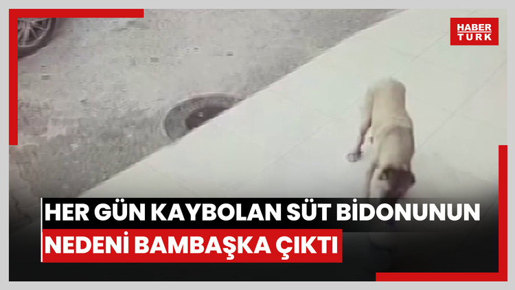Her gün kaybolan süt bidonunun nedeni bambaşka çıktı