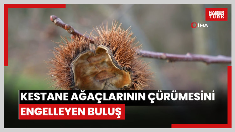 Bilim adamından kestane ağaçlarının çürümesini engelleyen buluş