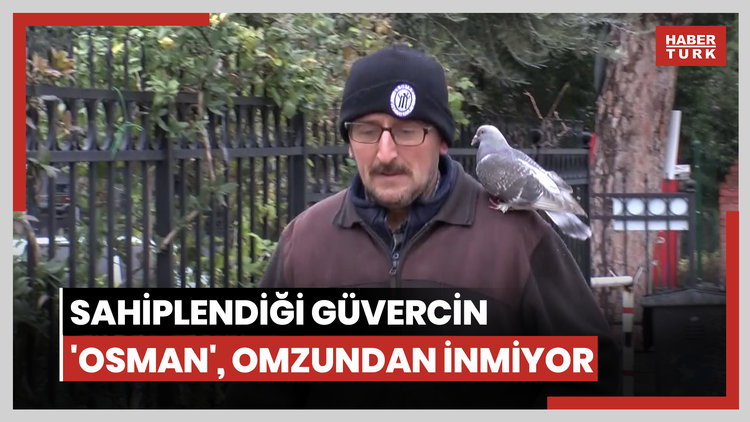 Sahiplendiği güvercin 'Osman', omzundan inmiyor