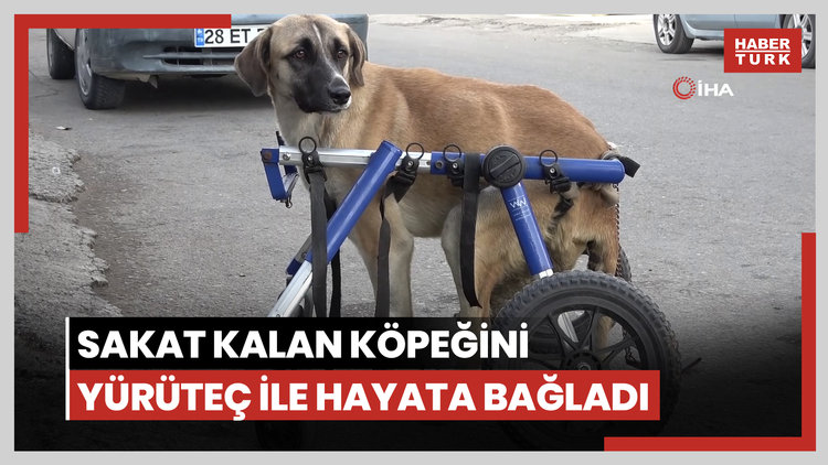 Sakat kalan köpeğini yürüteç ile hayata bağladı
