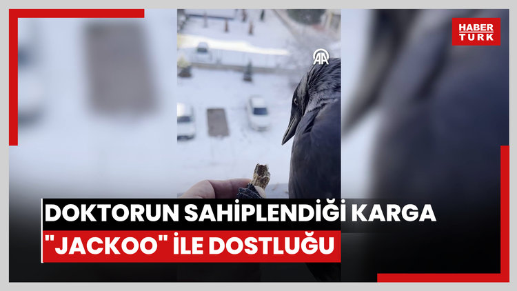 Doktorun sahiplendiği karga "Jackoo" ile dostluğu görenleri şaşırtıyor