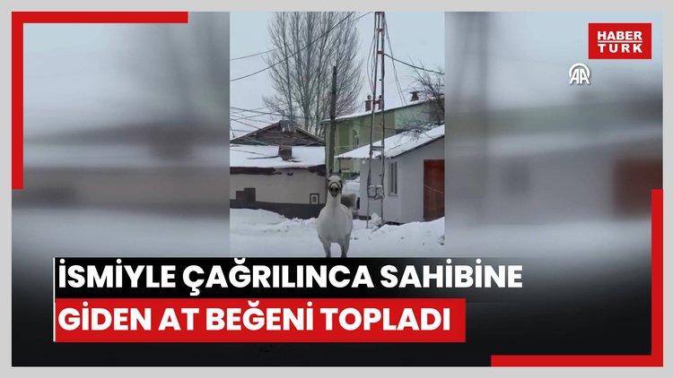 İsmiyle çağrılınca sahibine giden at sosyal medyada beğeni topladı