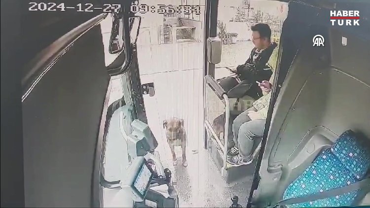 Halk otobüsüne binen sahipsiz köpeğin yolculuğu kamerada