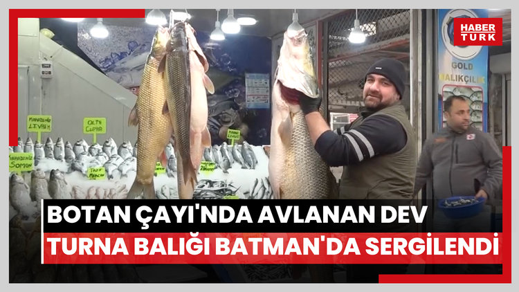 Botan Çayı'nda avlanan dev turna balığı Batman'da sergilendi