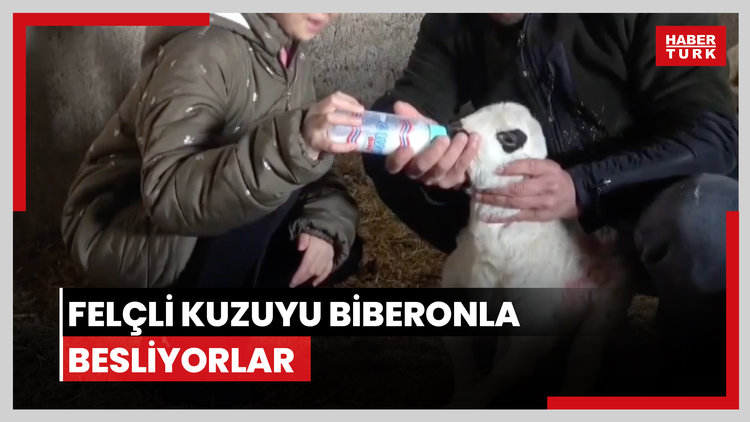 Felçli kuzuyu biberonla besliyorlar