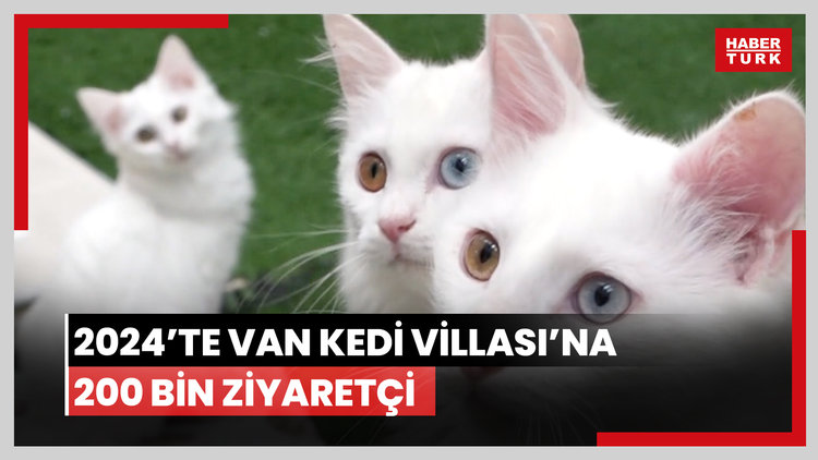 2024'te Van Kedi Villası'na 200 bin ziyaretçi