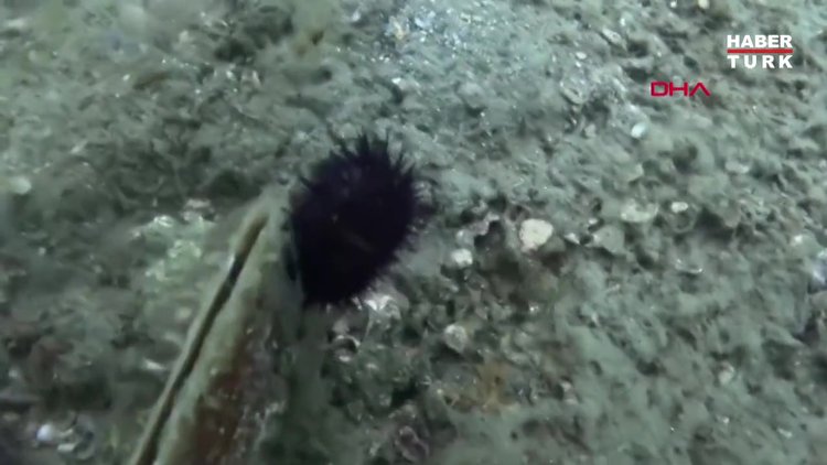 Prof. Dr. Sarı: Müsilaj, 7 hafta içinde bütün Marmara Denizi'ne yayıldı