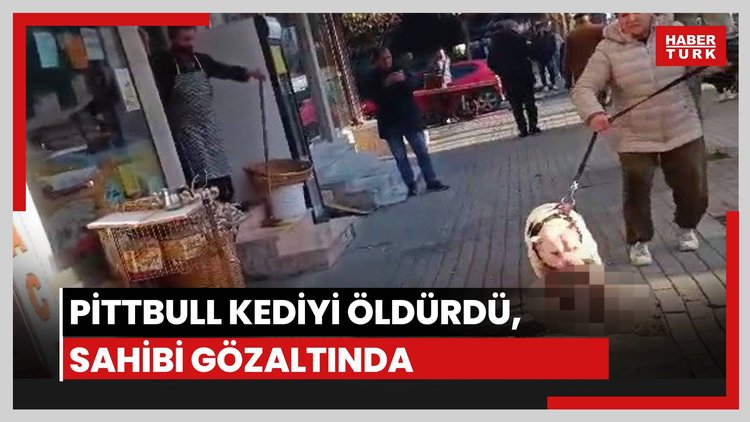Pittbull kediyi öldürdü, sahibi gözaltında
