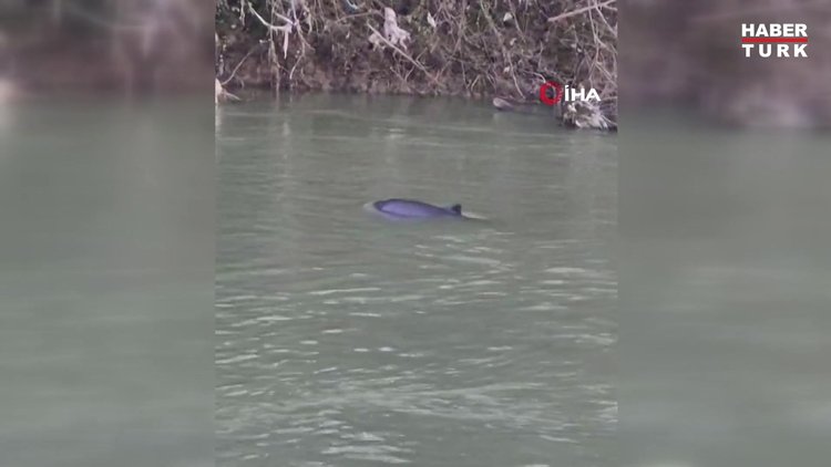 Balık peşindeki yunus ırmakta mahsur kaldı