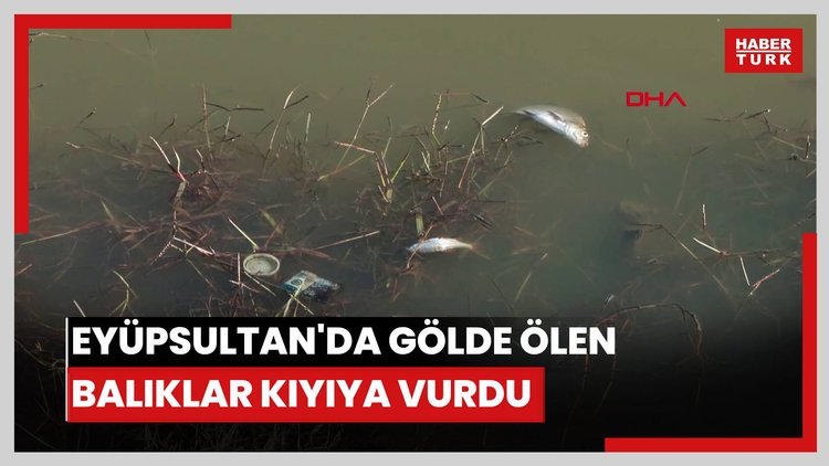 Eyüpsultan'da gölde ölen balıklar kıyıya vurdu