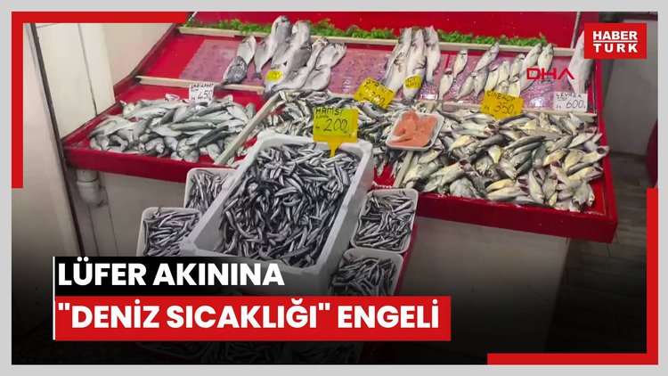 Lüfer akınına "deniz sıcaklığı" engeli
