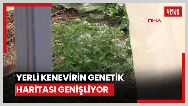 Yerli kenevirin genetik haritası genişliyor