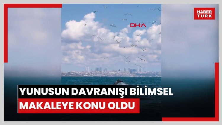 Marmara Denizi'nde yunusun 'Yavru öldürme' davranışı bilimsel makaleye konu oldu
