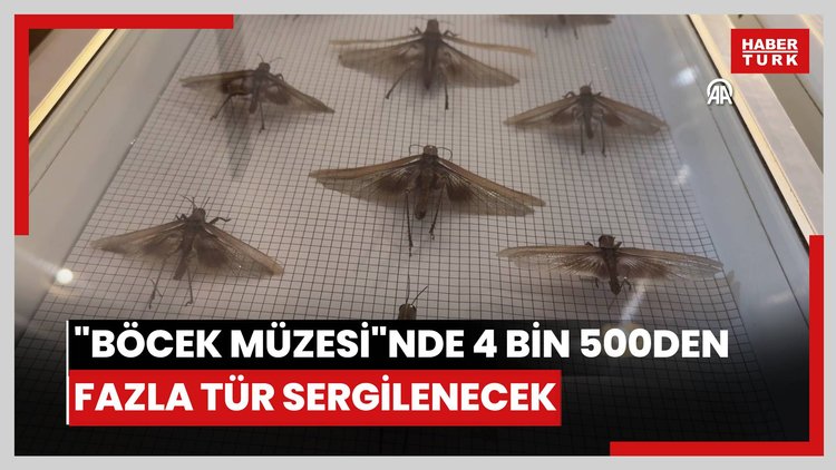 "Böcek müzesi"nde 4 bin 500den fazla tür sergilenecek