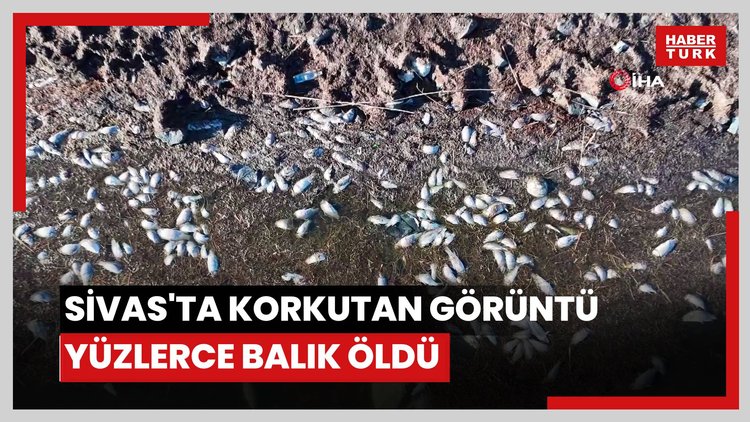 Sivas'ta korkutan görüntü: Yüzlerce balık öldü