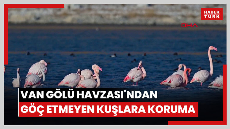 Van Gölü Havzası'ndan göç etmeyen kuşlara koruma