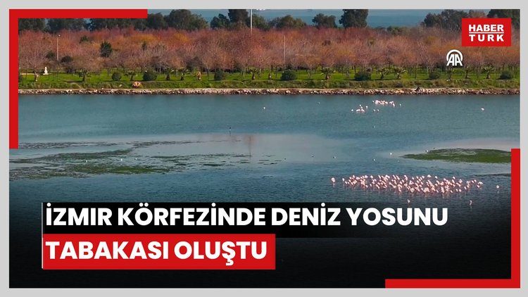 İzmir Körfezinde deniz yosunu tabakası oluştu