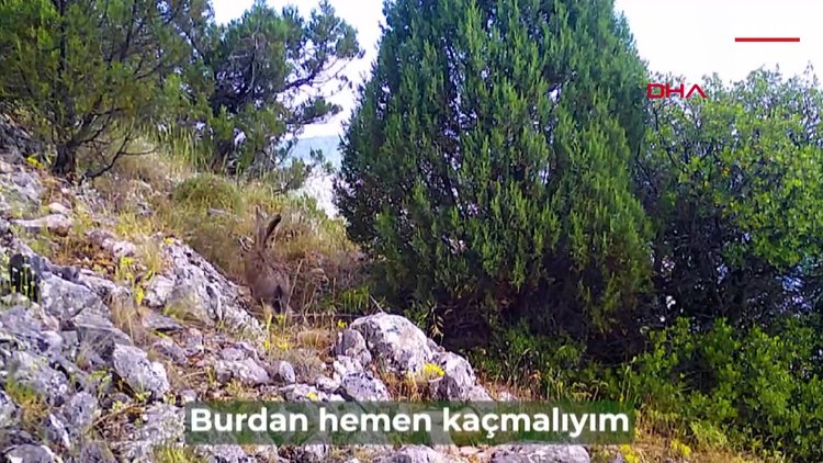 DKMP'den gülümseten paylaşım; fotokapana yakalanan hayvanların sesi oldular