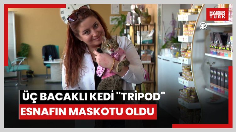 Üç bacaklı kedi "Tripod" esnafın maskotu oldu
