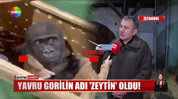 Yavru gorilin adı 'Zeytin' oldu!