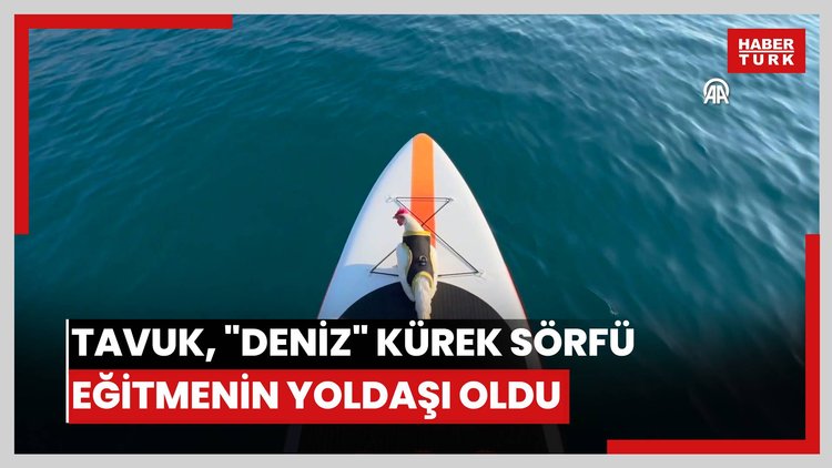 Mavi sularda bulunan tavuk "deniz" kürek sörfü eğitmenin yoldaşı oldu