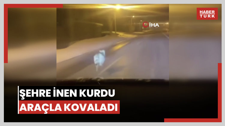 Şehre inen kurdu araçla kovaladı