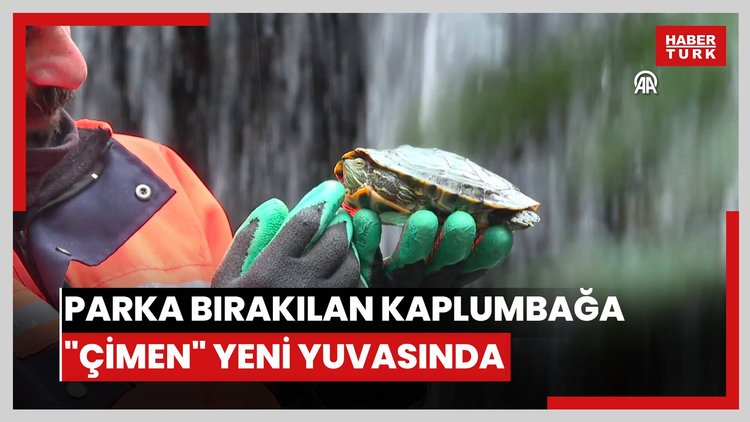 Kuğulu Parka bırakılan kaplumbağa "Çimen" yeni yuvasında