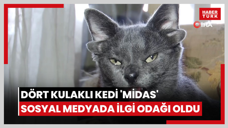 Dört kulaklı kedi 'Midas' sosyal medyada ilgi odağı oldu