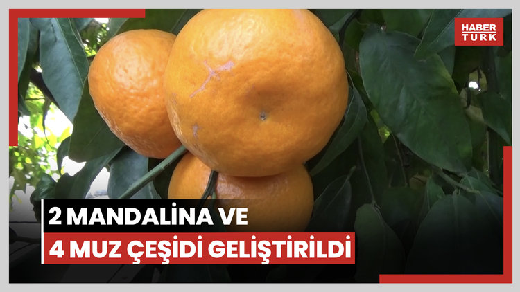 2 mandalina ve 4 muz çeşidi geliştirildi