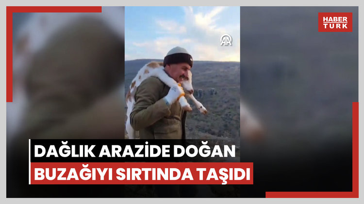 Besicinin dağlık arazide doğan buzağıyı sırtında taşıdığı video beğeni topladı