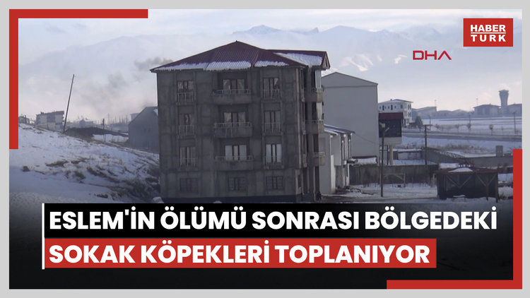 Eslem'in ölümü sonrası bölgedeki sokak köpekleri toplanıyor